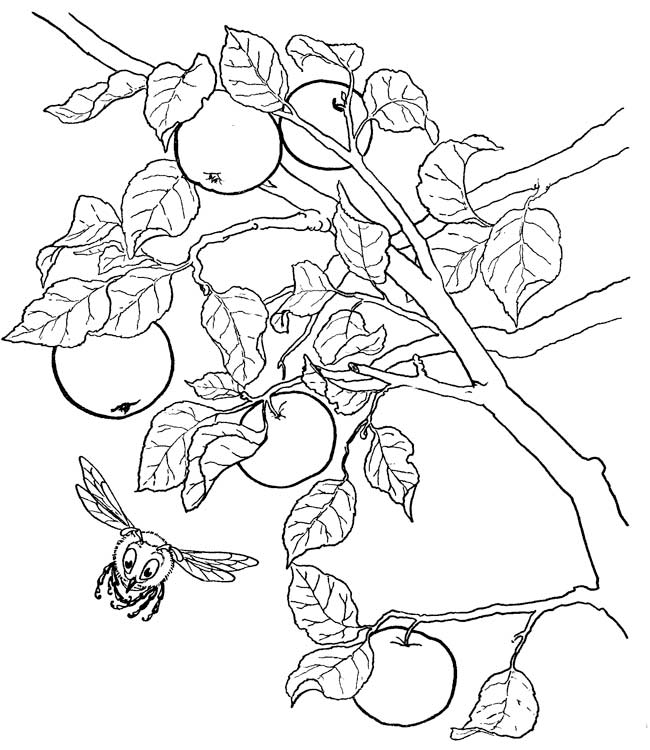 Яблоня карандашом. Яблоня раскраска. Ветка яблони с яблоками раскраска. Фруктовые деревья раскраска для детей. Раскраска яблоки на ветке.
