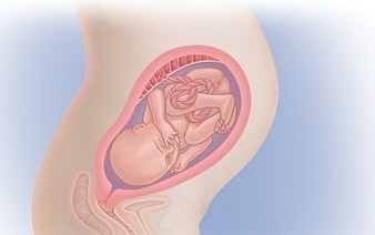 беременная 29 недель