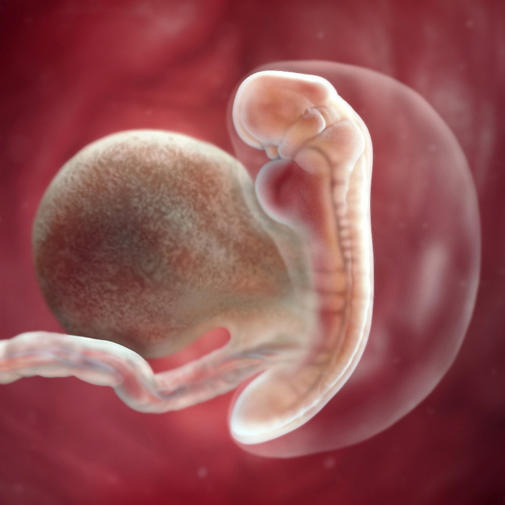 Эмбрион 5 неделя