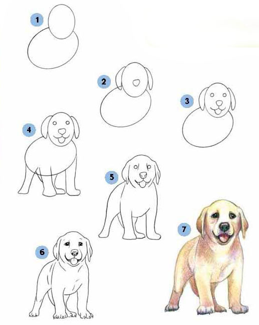 Как нарисовать собаку ши тцу