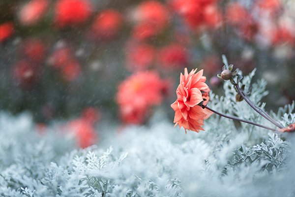 A rose blossoming among a frosty landscape