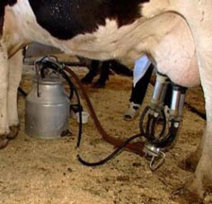 Почему коровье молоко не подходит для питания малышей?