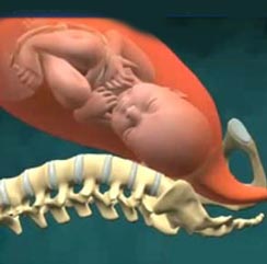 Естественные роды видео от 3D Medical Animation