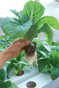 Гидропоника – выращивание растений без почвы